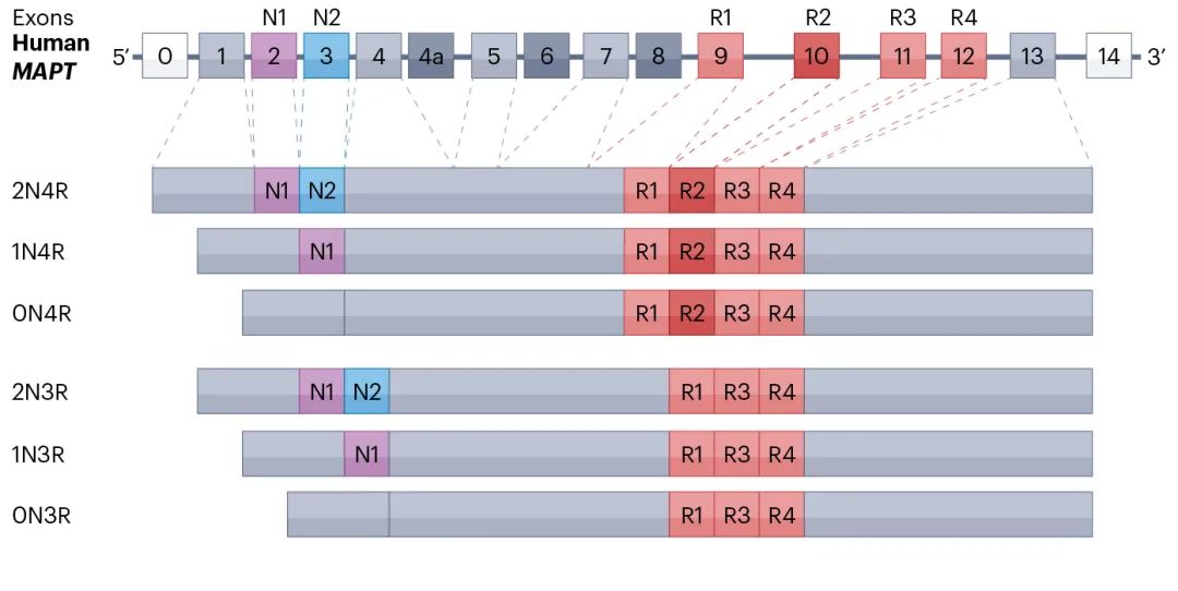 Tau蛋白的剪接与异构体(源自文献:doi: 10.1038/s41580-024-00753-9) Tau蛋白的剪接与异构体(源自文献:doi: 10.1038/s41580-024-00753-9)