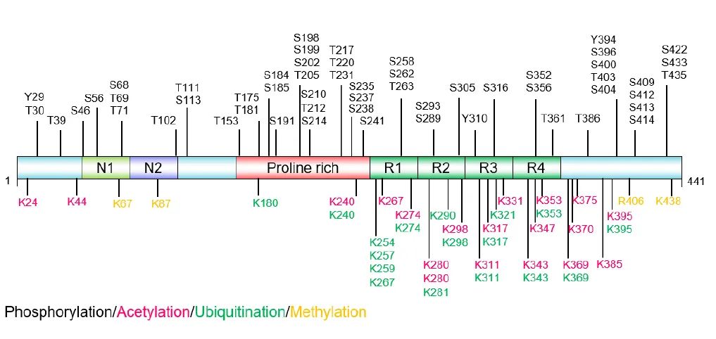 Tau蛋白翻译后修饰的主要位点(源自文献:doi: 10.4103/1673-5374.385847) Tau蛋白翻译后修饰的主要位点(源自文献:doi: 10.4103/1673-5374.385847)