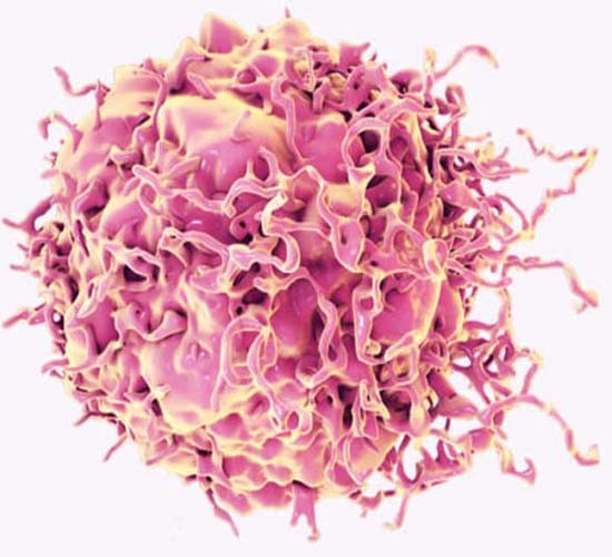 锌指蛋白454抗体图片