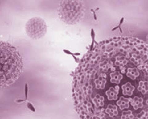 干扰素�?7抗体图片