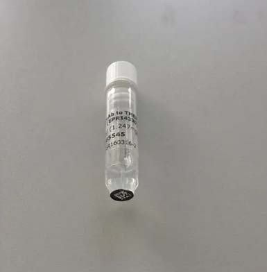 脂蛋白a(Lpa)抗体图片