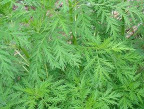 青蒿提取物图�?></a></div>    <span style=