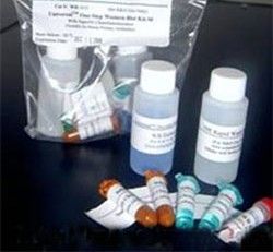 D-鸟氨酸盐酸盐图片