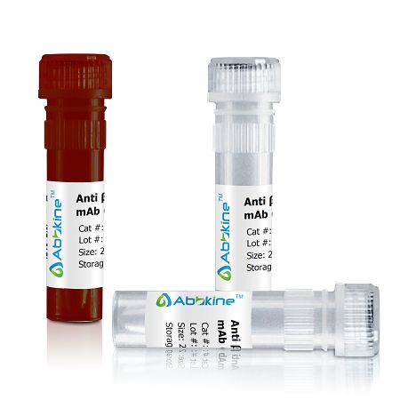 β-actin抗体图片