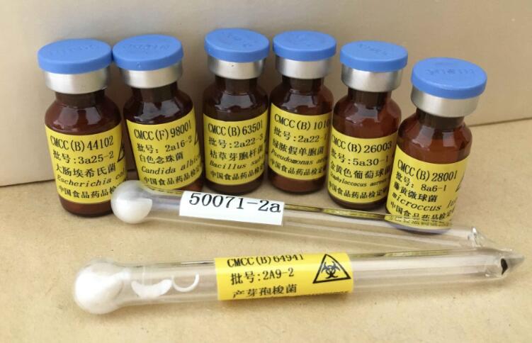 绿脓假单胞菌10104图片