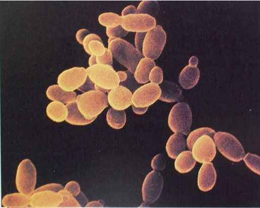 MADB106-GFP荧光标记细胞株图?></a></div> <span style=