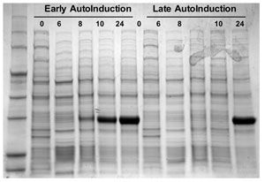 lucigen 60080-2电感受态Electrocompetent图片