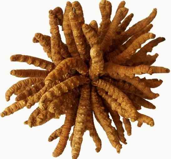 虫草素图?></a></div>    <span style=