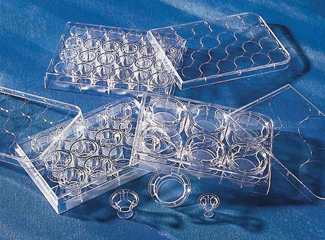 Corning<sup>?</sup> Transwell<sup>?</sup> polyester membrane cell culture inserts