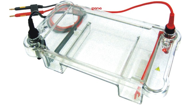 多用途水平电泳仪BG-subMIDI图片