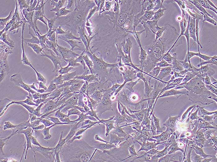 HL-1小鼠心肌细胞图片