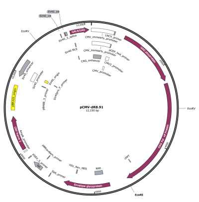 慢病毒包装质粒pCMV-dR8.91图片