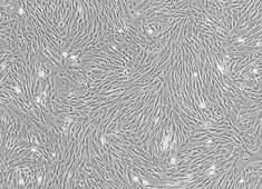 兔骨髓间充质干细胞图�?></a></div>    <span style=