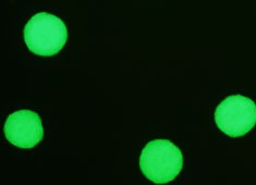 C57BL/6小鼠神经干细�?GFP图片