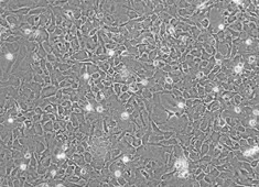 SD大鼠皮层星形胶质细胞图片