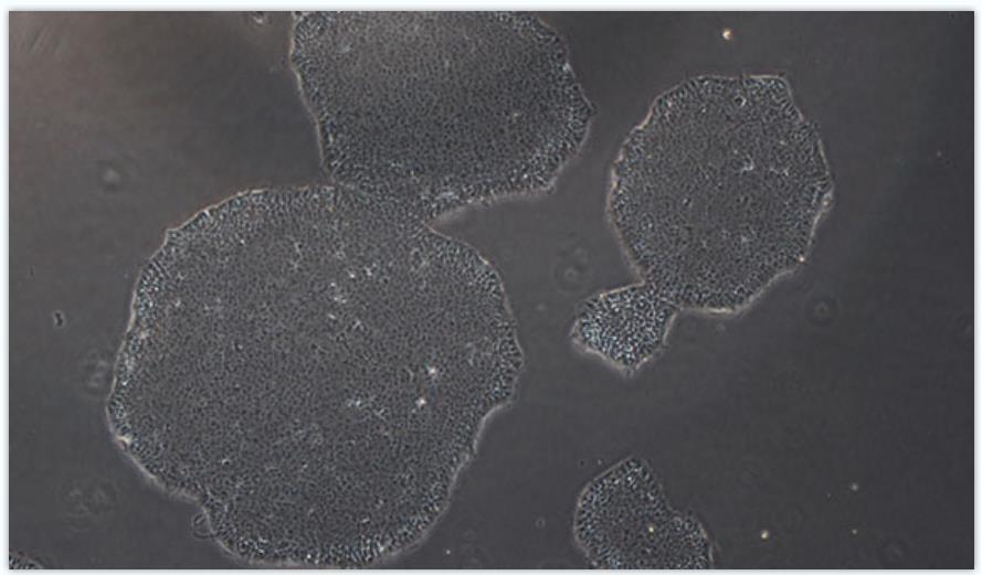 iPS人诱导多能干细胞图片