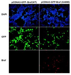 BRAF(G469E)小鼠单抗图片