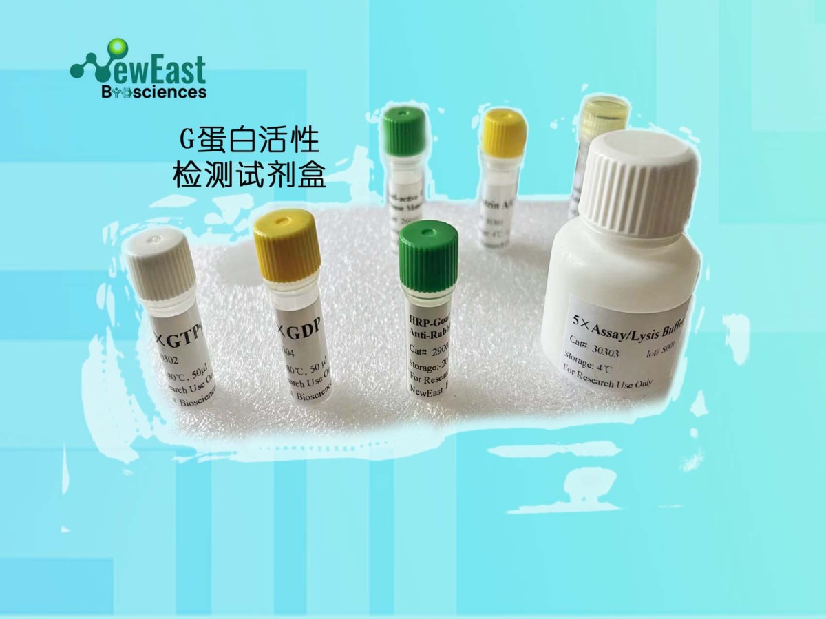 RhoA活性检测试剂盒图片