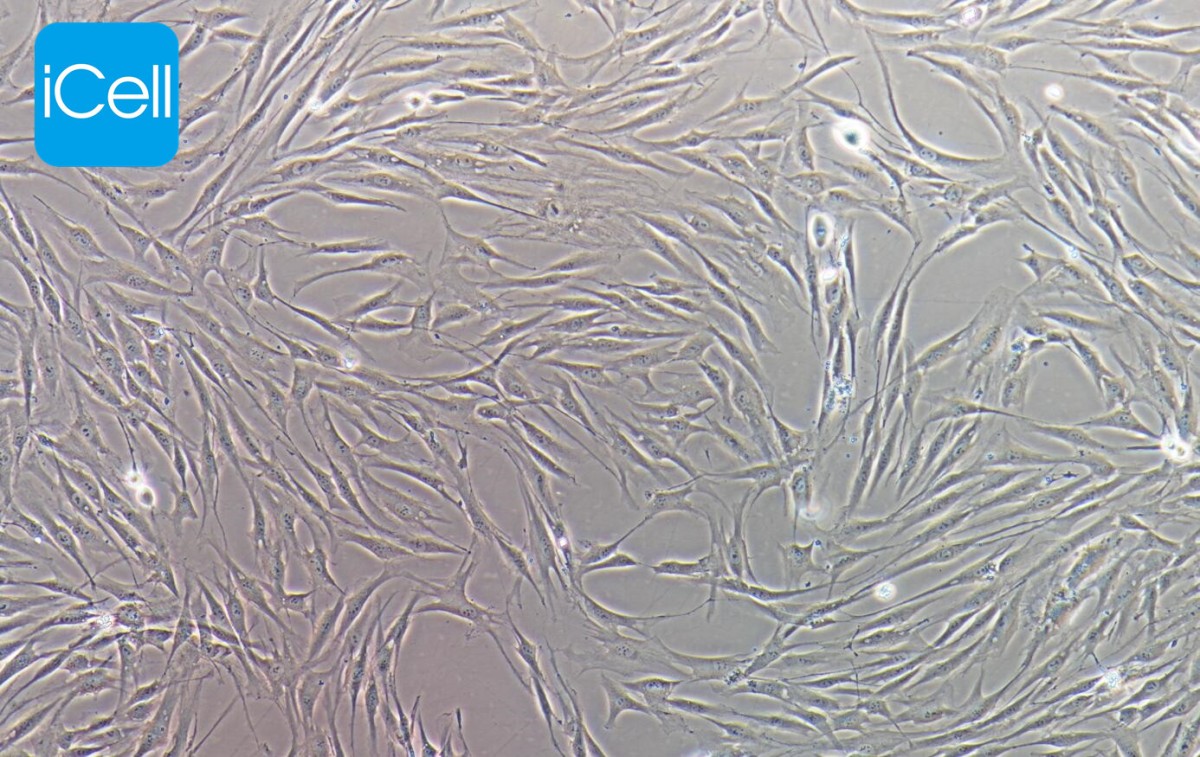 HSF人真皮成纤维永生化细胞图�?></a></div>    <span style=