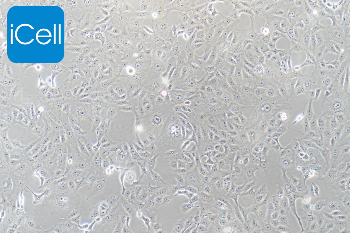 VERO非洲绿猴肾细胞图�?></a></div>    <span style=