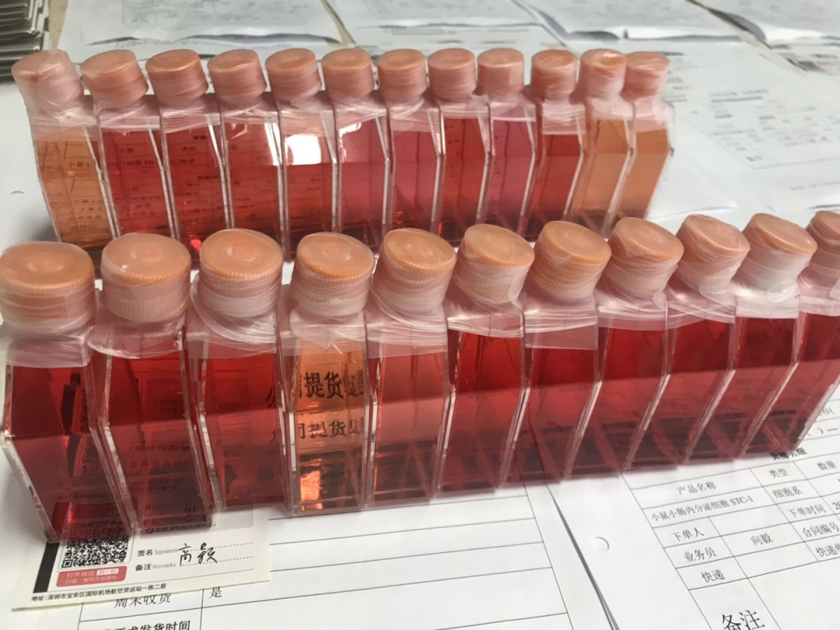 小鼠心肌成纤维细胞图�?></a></div>    <span style=