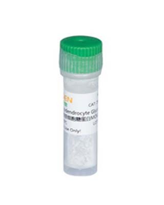 重组Palm3蛋白图片