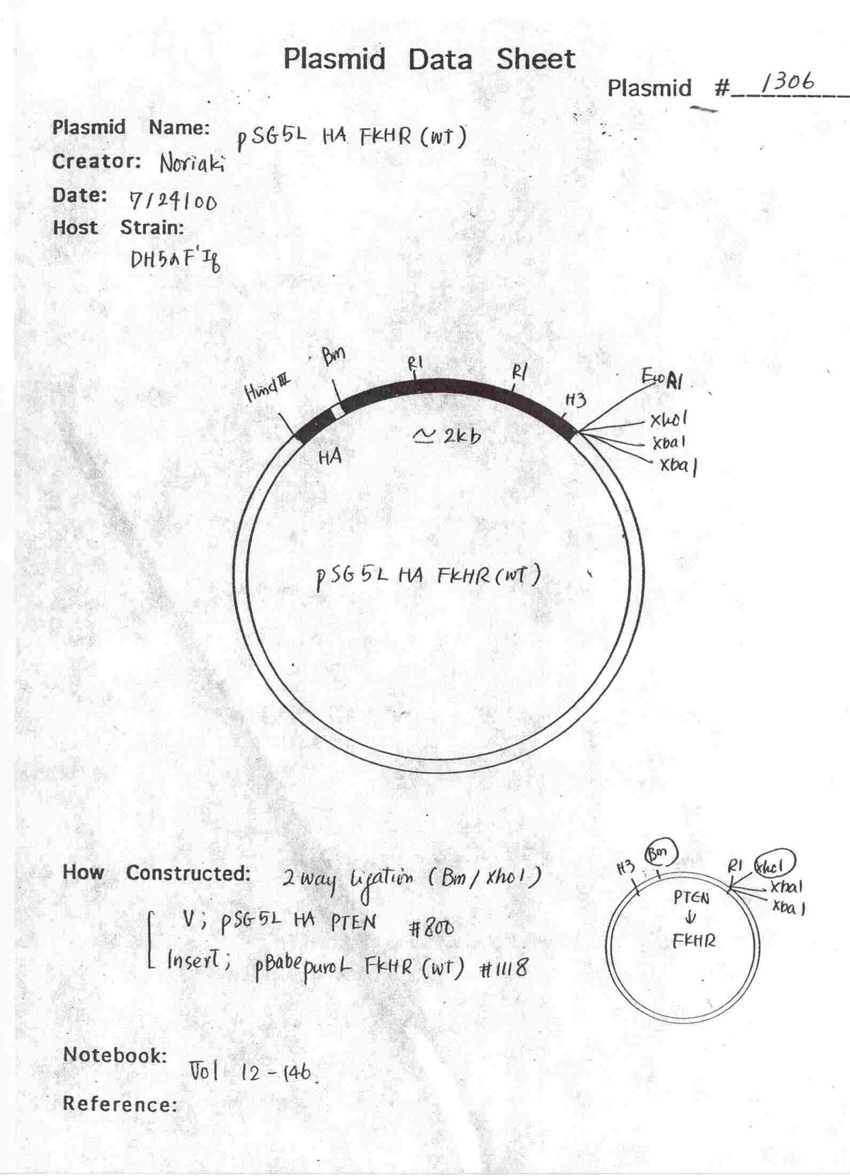 1306 pSG5L HA FKHR wt图片