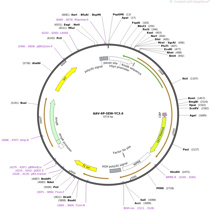 AAV-6P-SEW-YC3.6图片