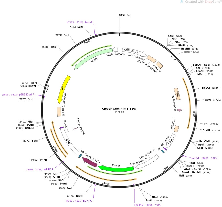 Clover-Geminin(1-110)图片