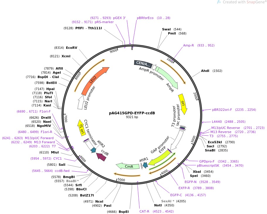 pAG415GPD-EYFP-ccdB图片