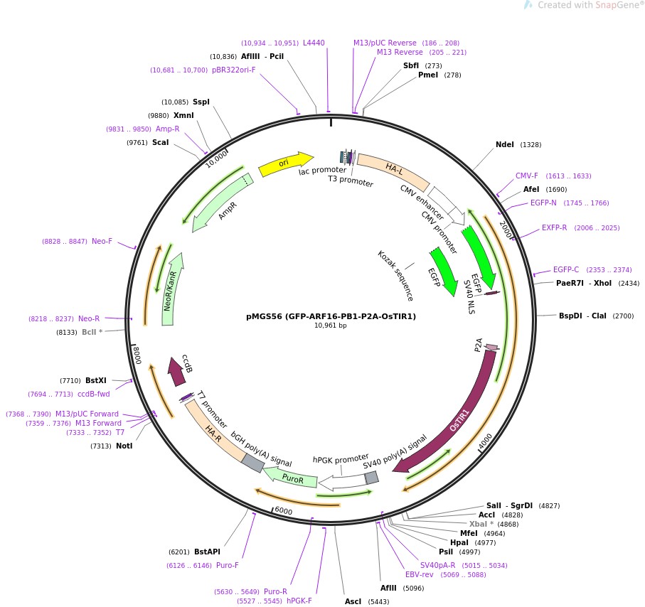 pMGS56 (GFP-ARF16-PB1-P2A-OsTIR1)图片