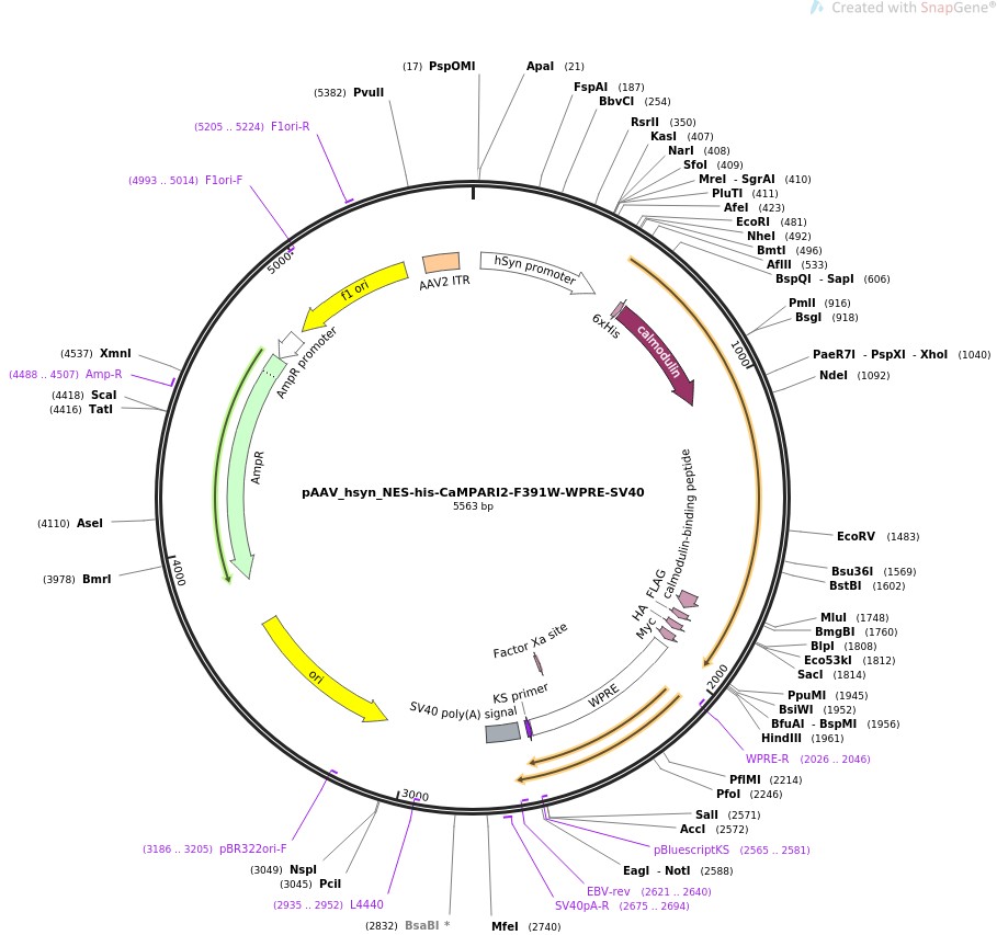 pAAV-hsyn-NES-his-CaMPARI2-F391W-WPRE-SV40图片