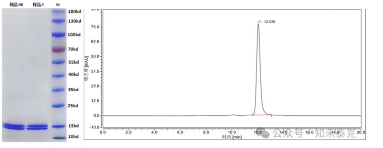 知禾泰克重组人IL2