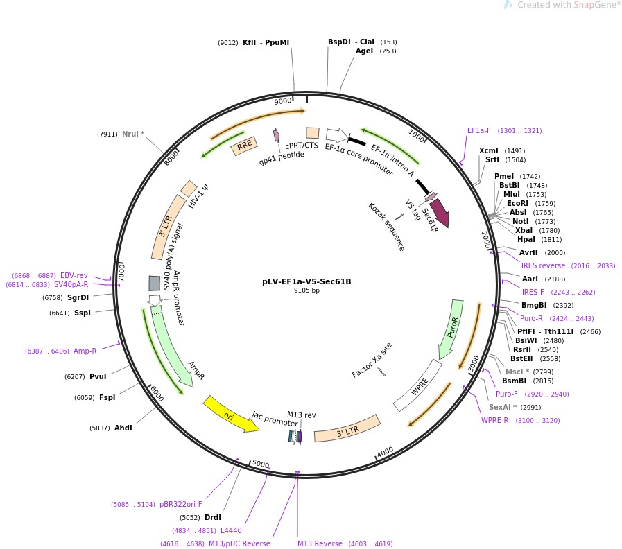 pLV-EF1a-V5-Sec61B图片