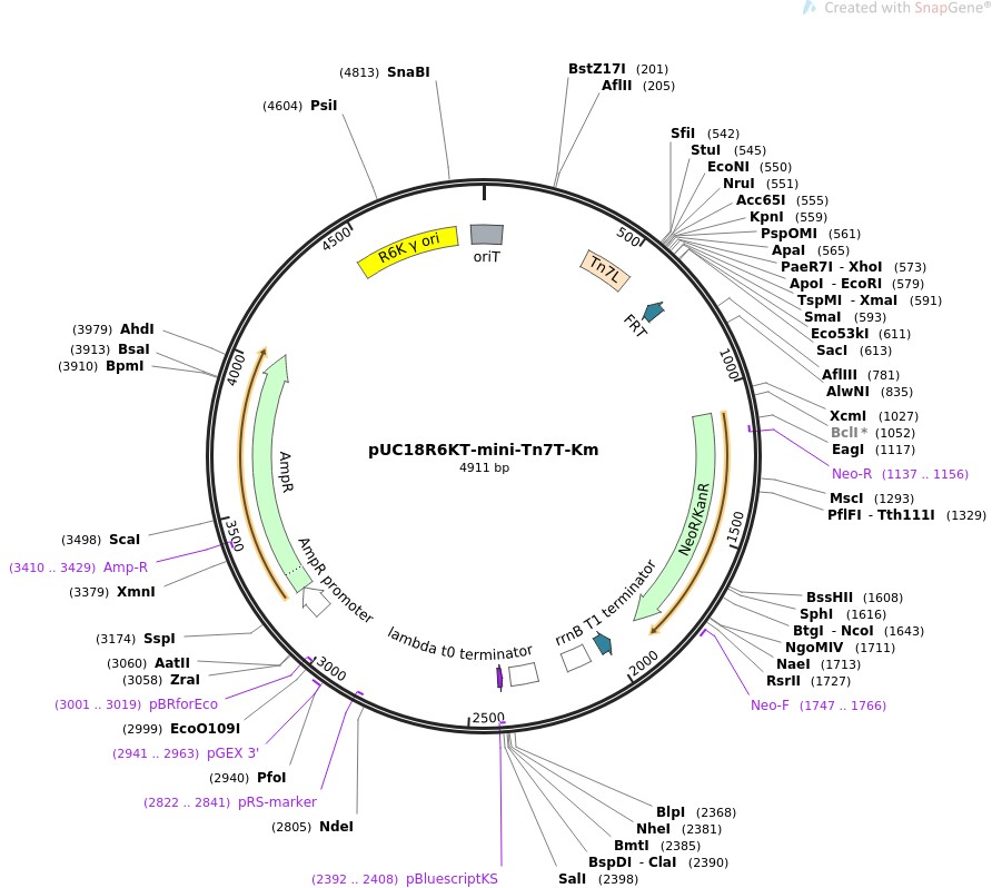 pUC18R6KT-mini-Tn7T-Km图片