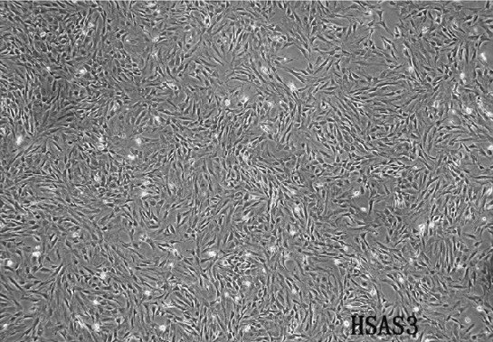 HES人胚胎皮肤细胞图�?></a></div>    <span style=