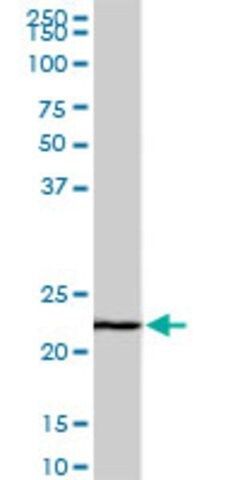 Monoclonal Anti-EFHD1 antibody produced in mouse