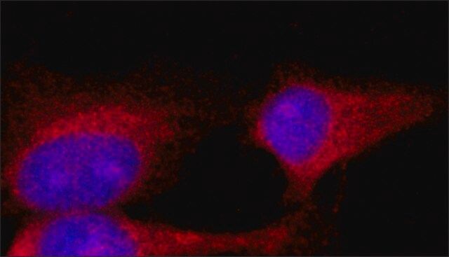 Monoclonal Anti-EXOC2 antibody produced in mouse