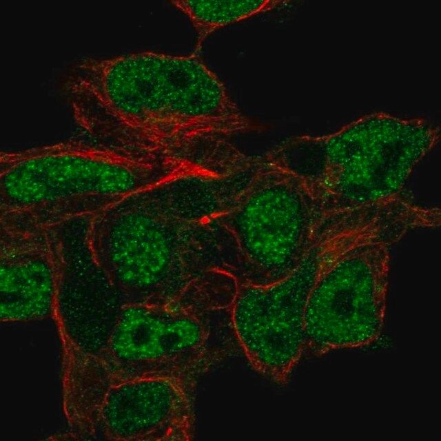 Anti-CSPG5 antibody produced in rabbit